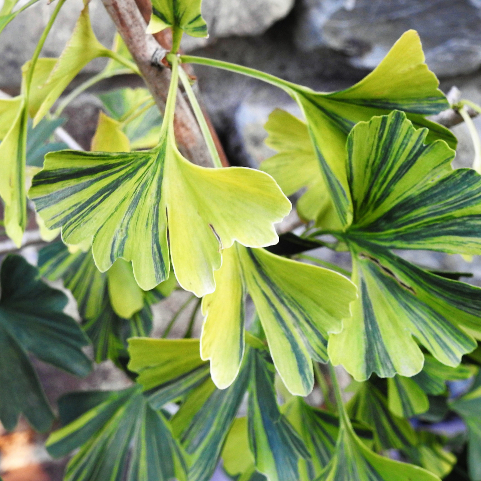 GINKGO BILOBA 40 varieties 2/2 Mundi Plantarum